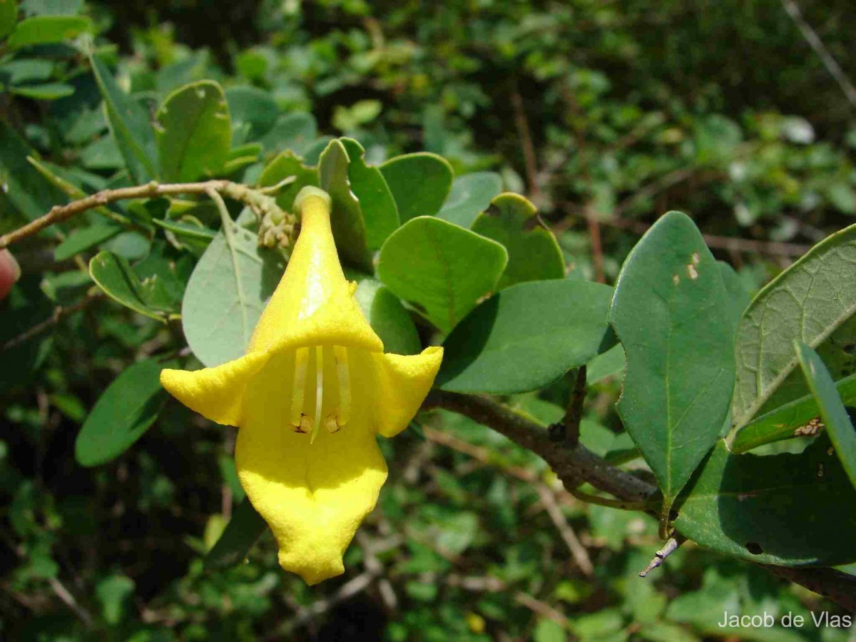Gmelina asiatica L.